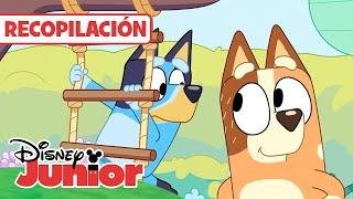 BLUEY: Los mejores momentos de Chilli  | RECOPILACIÓN | @DisneyJuniorES