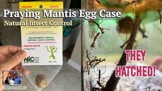 Praying Mantis Ootheca Hatching Kit