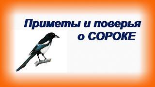 Народные приметы о сороке