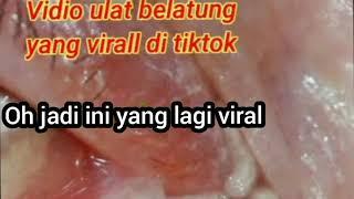 VIDEO VIRAL BElATUNG DALAM VAGINA  VIRAL DI TIKTOK