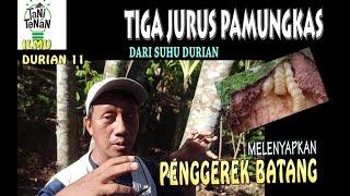 TaNi TeNaN iLMu  DURIAN 11 -  TIGA CARA MELENYAPKAN PENGGEREK BATANG - Dari Suhunya Durian