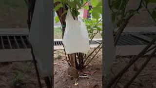 Ninja Technique to watering plants | podho me pani dene ki anokhi khoj party 2 #shorts #tech