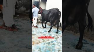 28 Letter Milk Top Class Black kapila Sahiwal Cow For Sale  #trending #cow #farm #sahiwal #top