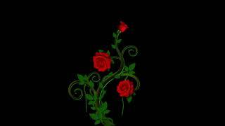 ROSE ANIMATION | SWIRL | FLOURISH | FLORAL | MOTION GRAPHIC |  AFTER EFFECT CC | GROWING VINES