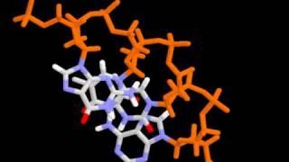 DNA structure