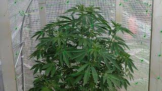 Cannabis ScrOG, Low Stress Training, die Sonne scheint ️ Outdoor Grow 2024