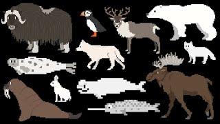 Arctic Animals - The Kids' Picture Show