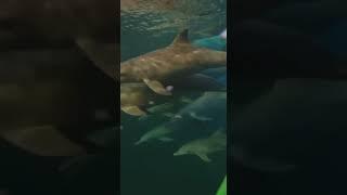 Unexpected meeting. Dolphins. Неожиданная встреча. Дельфины.  #shortsclip  #shortsvideo #travel