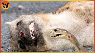 15 Crazy Moments! Hyenas Suffer Pain When Hit By Snake Venom | Animal World