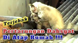 ⭐ KUCING BERANTEM SUSAH DILERAI@AUSTINPRIKITIW