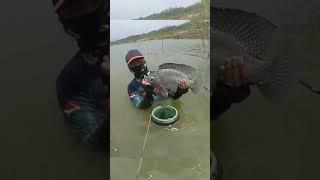 Big Tilapia Fishing | float fishing cam #shorts #4