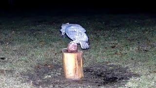 Killer Owl swallows Mouse.