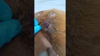 Maggot in street dog #dog #doglover #animals #viral #veterinary #vet #ytshorts