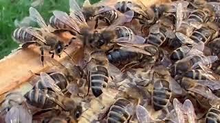 erste Durchsicht Bienenvolk 2024