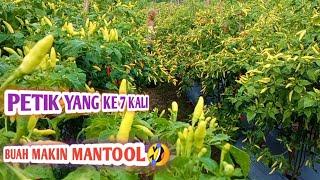 panen cabe rawit setan