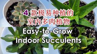 4 Easy-to-Grow Indoor Succulents from Cuttings | Easy Succulents Propagated at Home (四款极易种植的多肉植物)