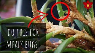 How I treat mealybugs on my Orchids! ‍️