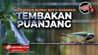 Tembakan Andalan Murai Sinar Jaya Satu Nafas 2-3 Lagu Masteran Murai Terbaik