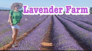 The Lavender Farm | #spain  | Elvira’s Vlog | #lavender