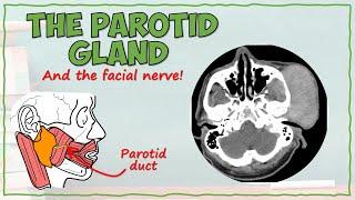 Anatomy of the Parotid Gland