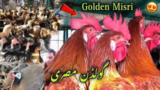 Golden Misri Murgha Mandi Peshawar 2023 | Golden Misri Hen Farming 2024 | Khyber Social Tv