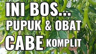 pupuk dan obat komplit tanaman cabe