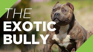 The Exotic Bully - The Ultimate Guide to the Exotics