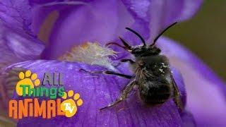 * BEE * | Animals For Kids | All Things Animal TV