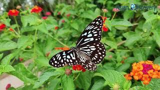 Beautiful Butterflies। Beautiful Scenery । Natural Video । Asian Discovery । #Nature #Butterfly