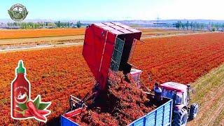 How 2.1 Billion Pounds Of Chili Peppers Are Harvested In America | Agriculture Technology