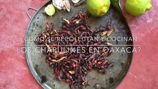 ¿Cómo se recolectan y cocinan los chapulines en Oaxaca?