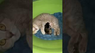 Самые сладкие котята!!!#кошки#cats#pets#animalsvideo