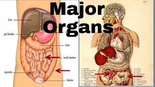 Major organs of the human body (Middle School)