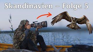 Vogelfotografie aus dem Kanu - Auf der Suche nach dem Fischadler