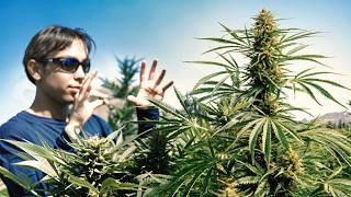 Visité el Cultivo de Exterior de un Seguidor en España