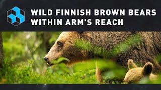 Ursus Arctos - Filming the secret lives of wild Finnish brown bears from a forest hideout