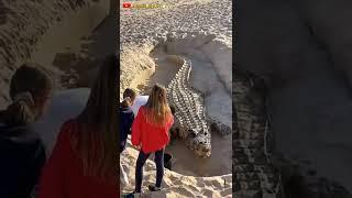 You Can't Believe This is Amazing Sand Art Work, Looks Real Huge Croco #short #shorts #sand