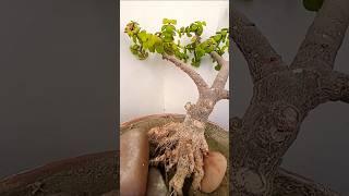 How to make jade bonsai#viral #trending #shorts #ytshorts #yt