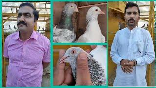 ustad rana munna faisalabad ki chat se | zain jutt faisalabad | ustad rana munna pigeon