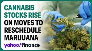 Cannabis stocks rise on report the US will reclassify marijuana