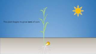 Animated corn growth with titles and music