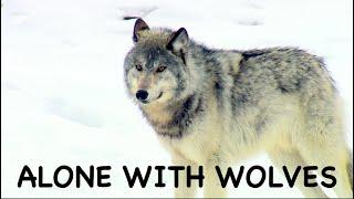 ALONE WITH WOLVES. Real Siberia. Adventure. Bushcraft in Siberia. The wildest place in Siberia