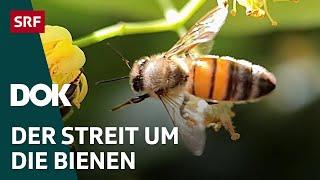 Das Bienendilemma - Zwischen Profit und Artenschutz | DOK | SRF