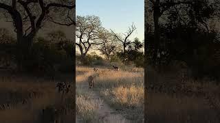 Lioness Stalks and Catches Wild Dog