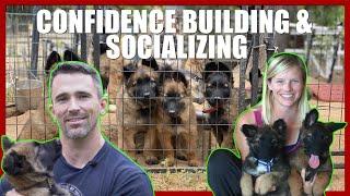 Puppy Confidence Building and Socializing