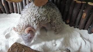 cutest tenrec ever