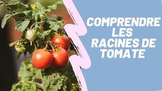 Comprendre les Racines de Tomate