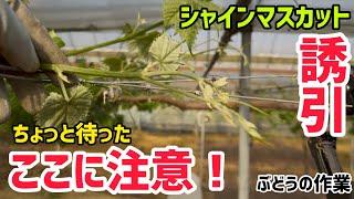 「ぶどうの作業」誘引の注意点！誘引ちょっと待って！