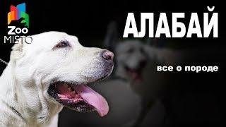 Алабай - Все о породе собаки | Собака породы - Алабай