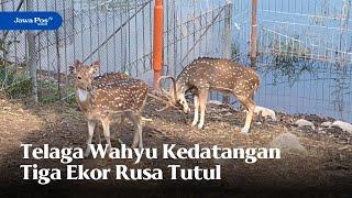 MAGETAN - Telaga Wahyu Kedatangan Tiga Ekor Rusa Tutul